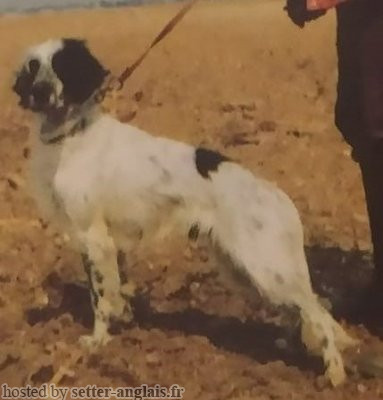 Setter Anglais HASH DEL CAVALDROSSA Setter Anglais HASH DEL CAVALDROSSA